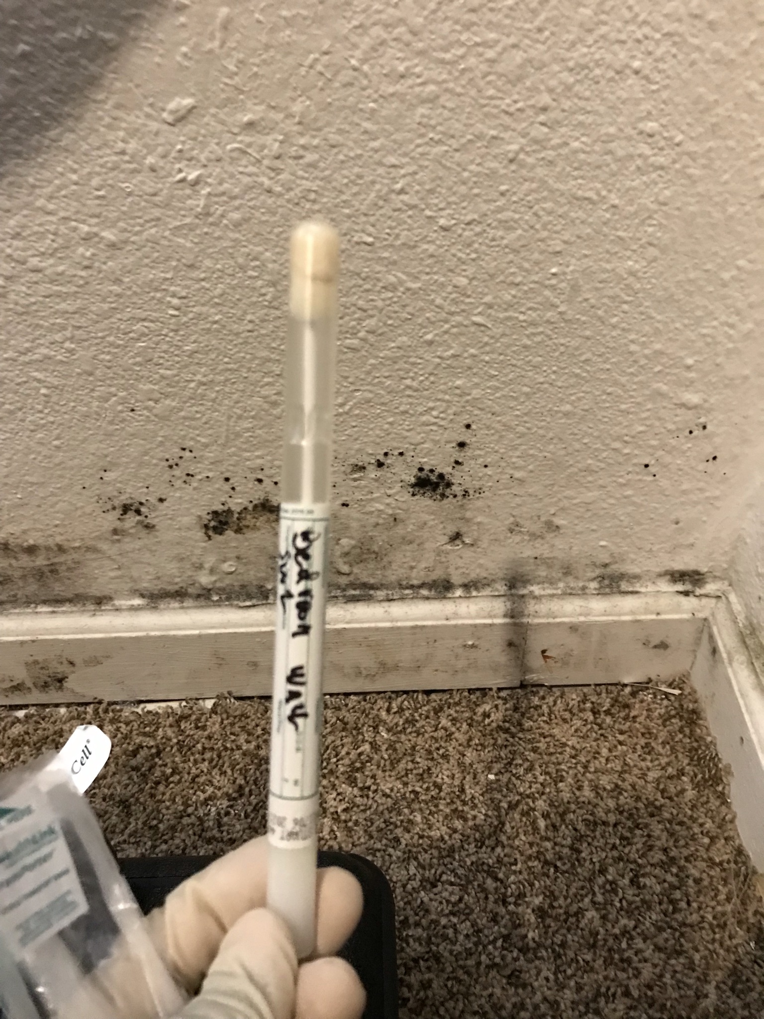 How to detect mold in my walls