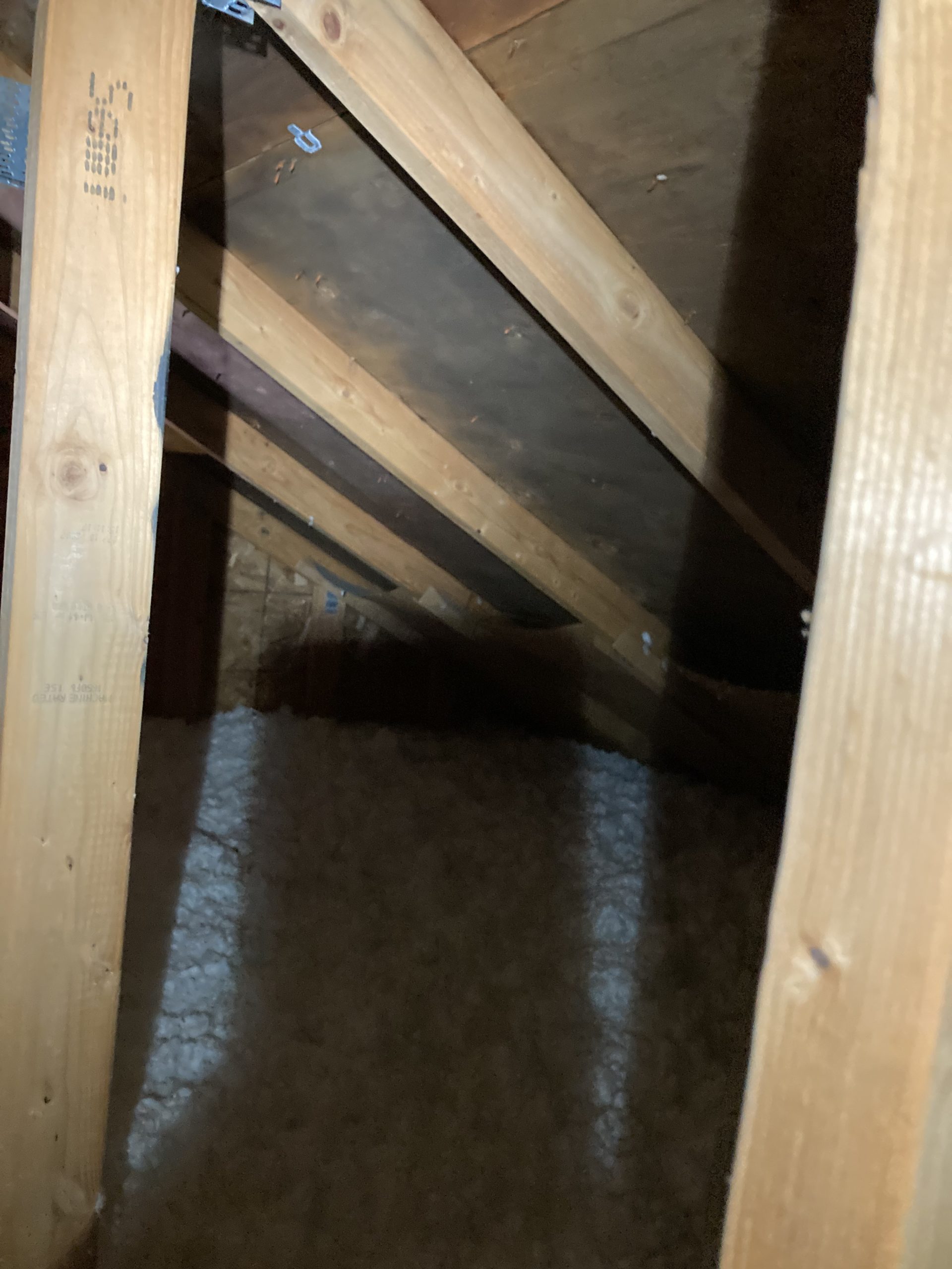 How do you test for mold in the attic