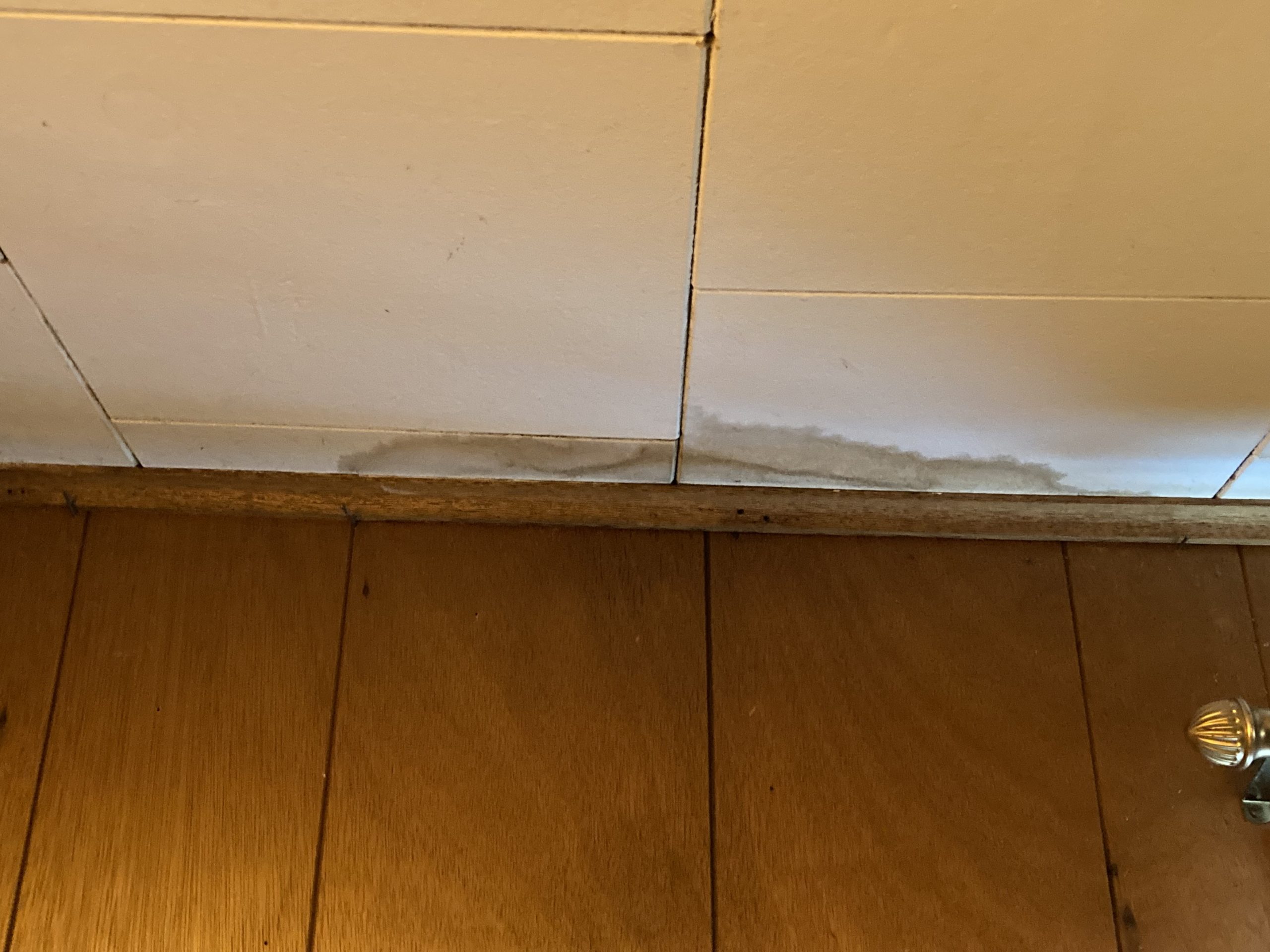 Is it safe to live in a house with mold?