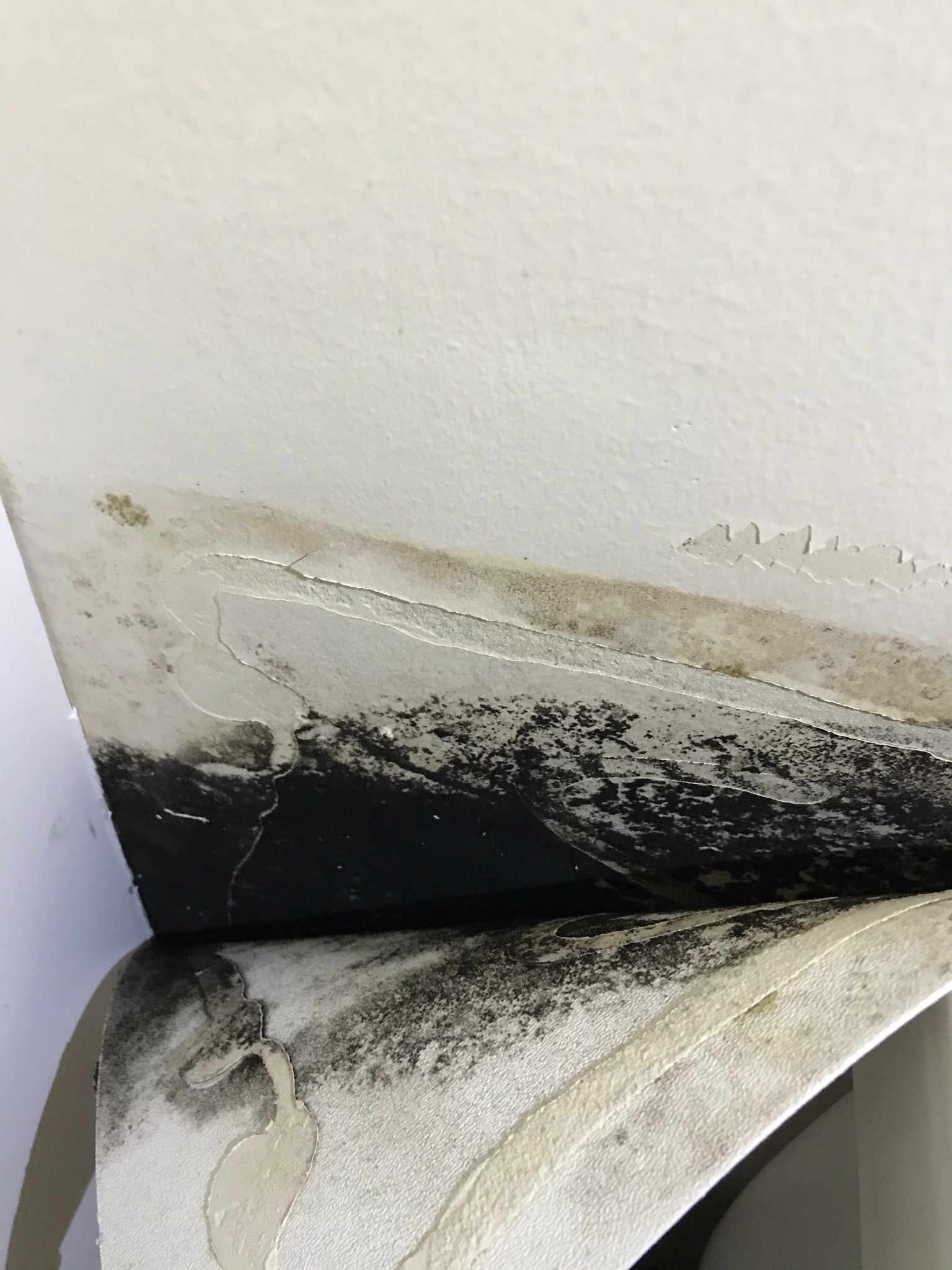 What are signs of black mold?