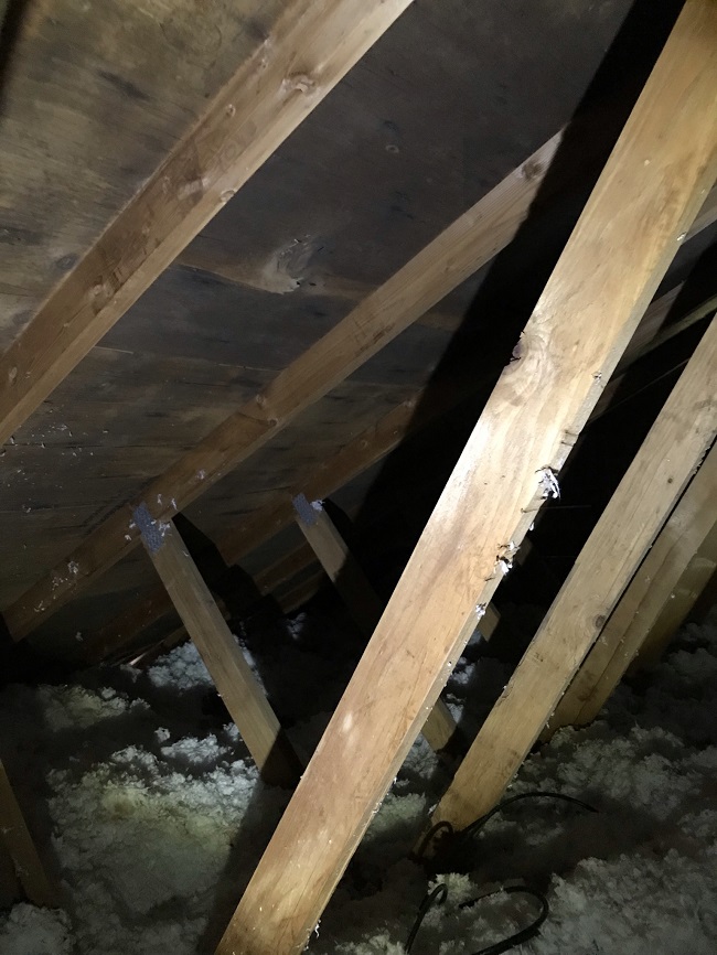 Is it common to find mold in attic?