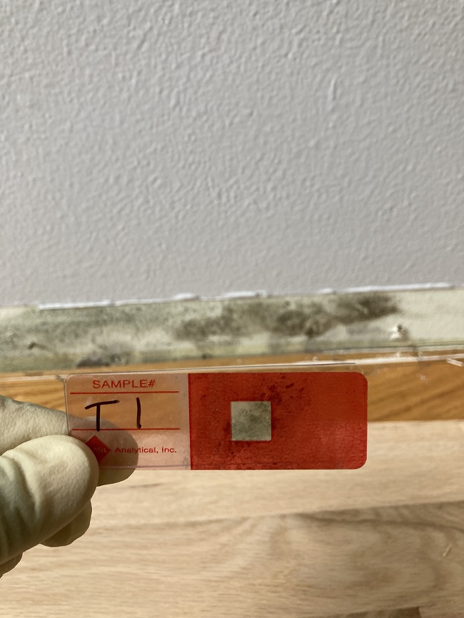 Does moldy drywall need to be replaced?