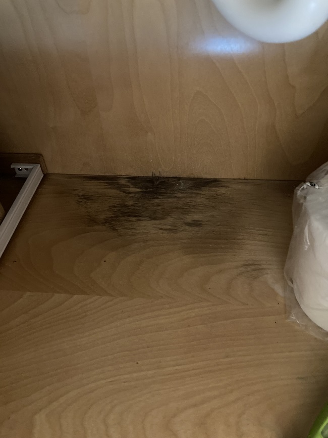 mold remediation near me