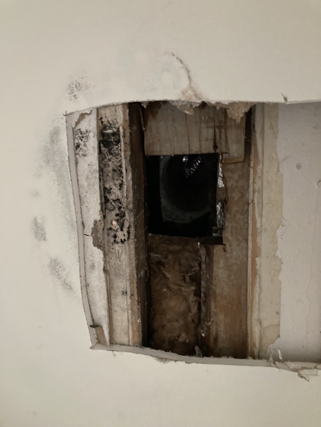 mold remediation near me